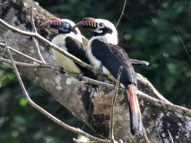 Bucero di Mindoro