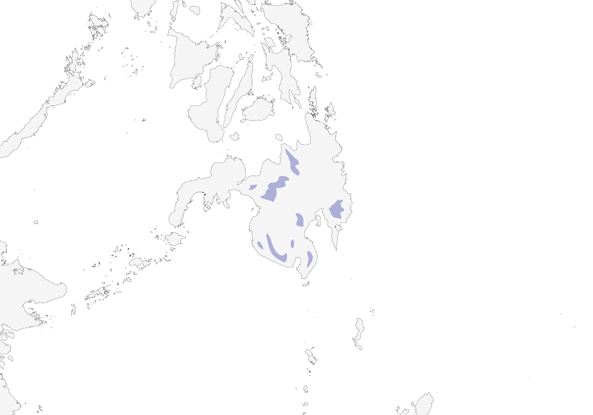 Pigliamosche della giungla di Mindanao, Distribuzione 1