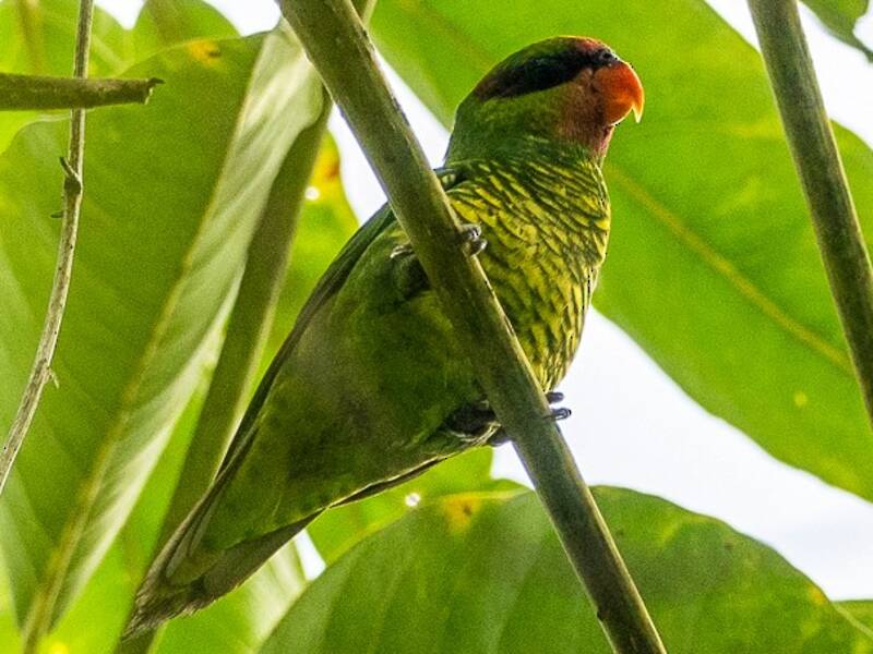 Mindanao Lorikeet, Photos 3