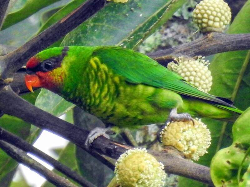 Lorichetto di Mindanao