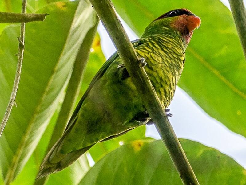 Mindanao Lorikeet, Photos 2