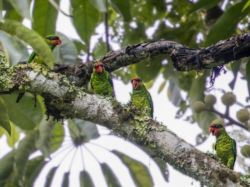 Mindanao Lorikeet, Photos 4