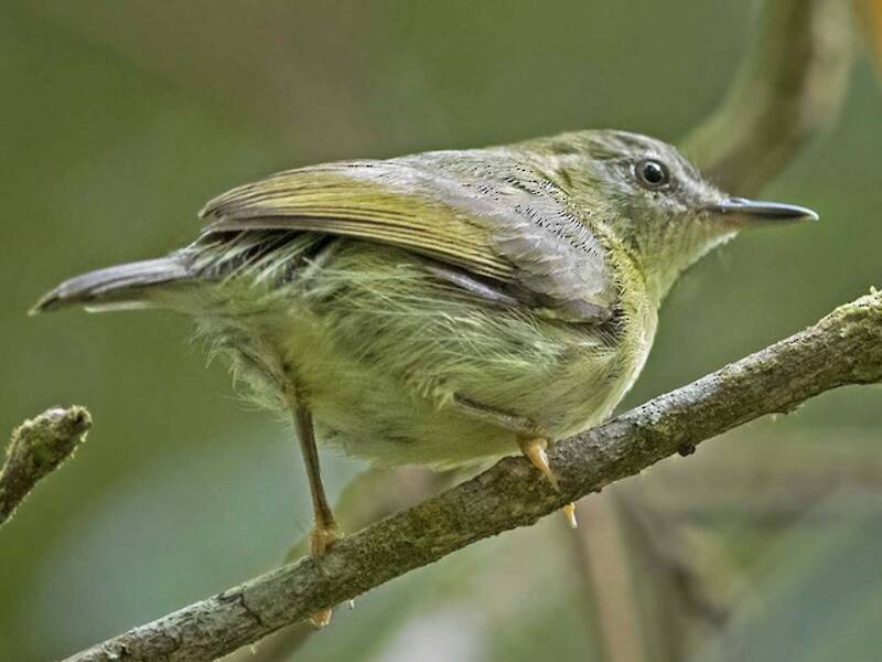Mindanao Plumed-Warbler