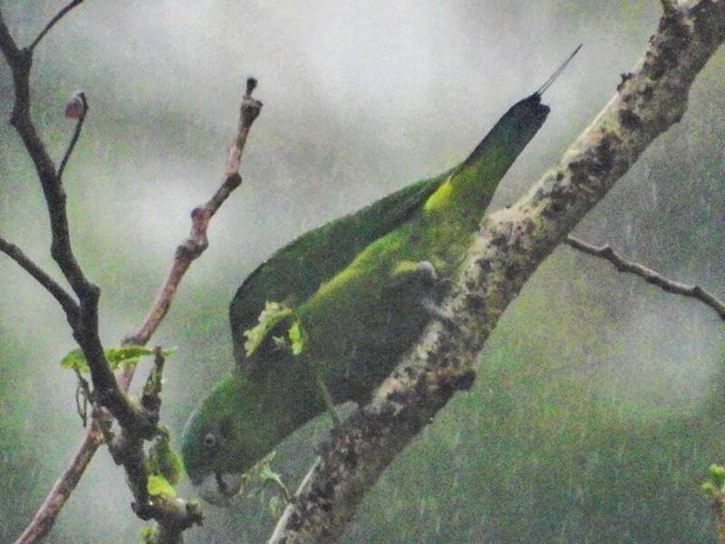 Mindoro-Spatelschwanzpapagei, Fotos 2