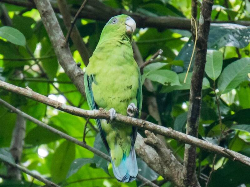Mindoro-Spatelschwanzpapagei, Fotos 4
