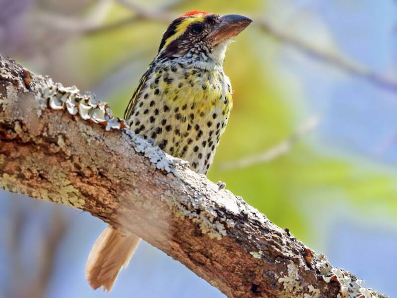 Miombo Barbet, Photos 2