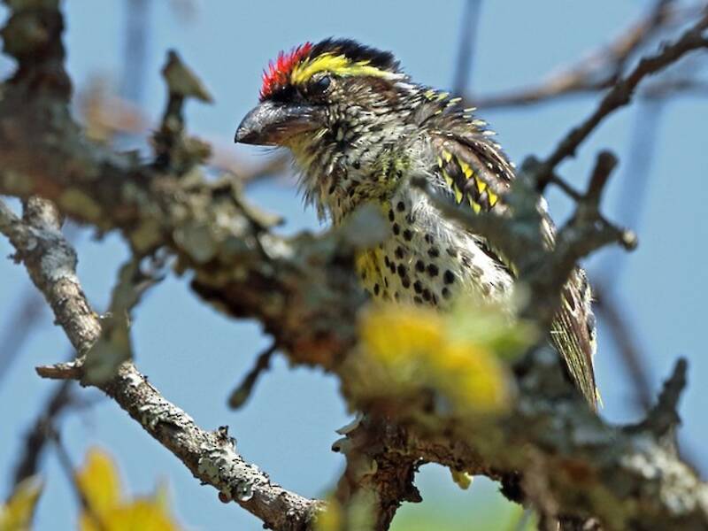 Miombo Barbet, Photos 4