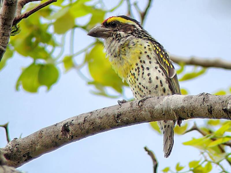 Miombo Barbet, Photos 3