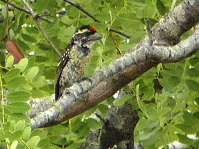 Miombo Barbet
