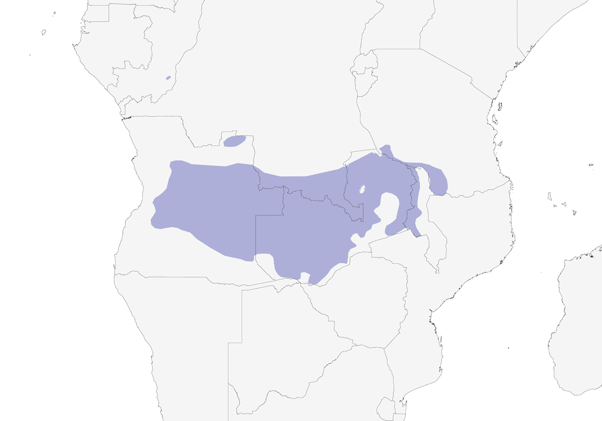 Miombo Barbet, Distribution 1
