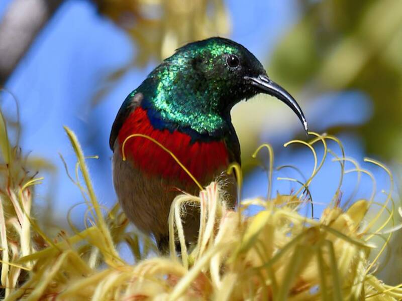Westlicher Miombonektarvogel