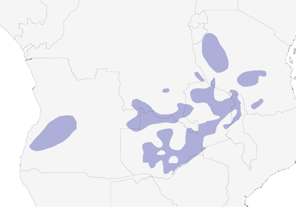 Suimanga del miombo occidental, Distribución 1