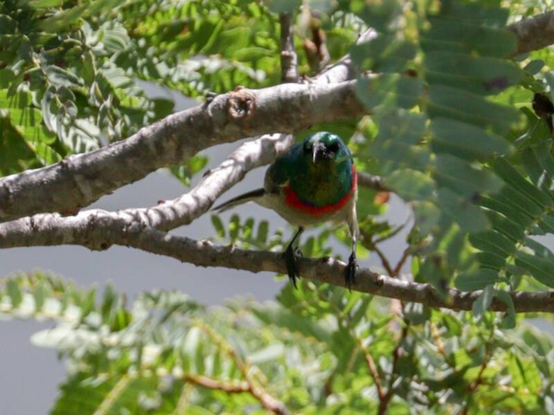 Eastern Miombo Sunbird