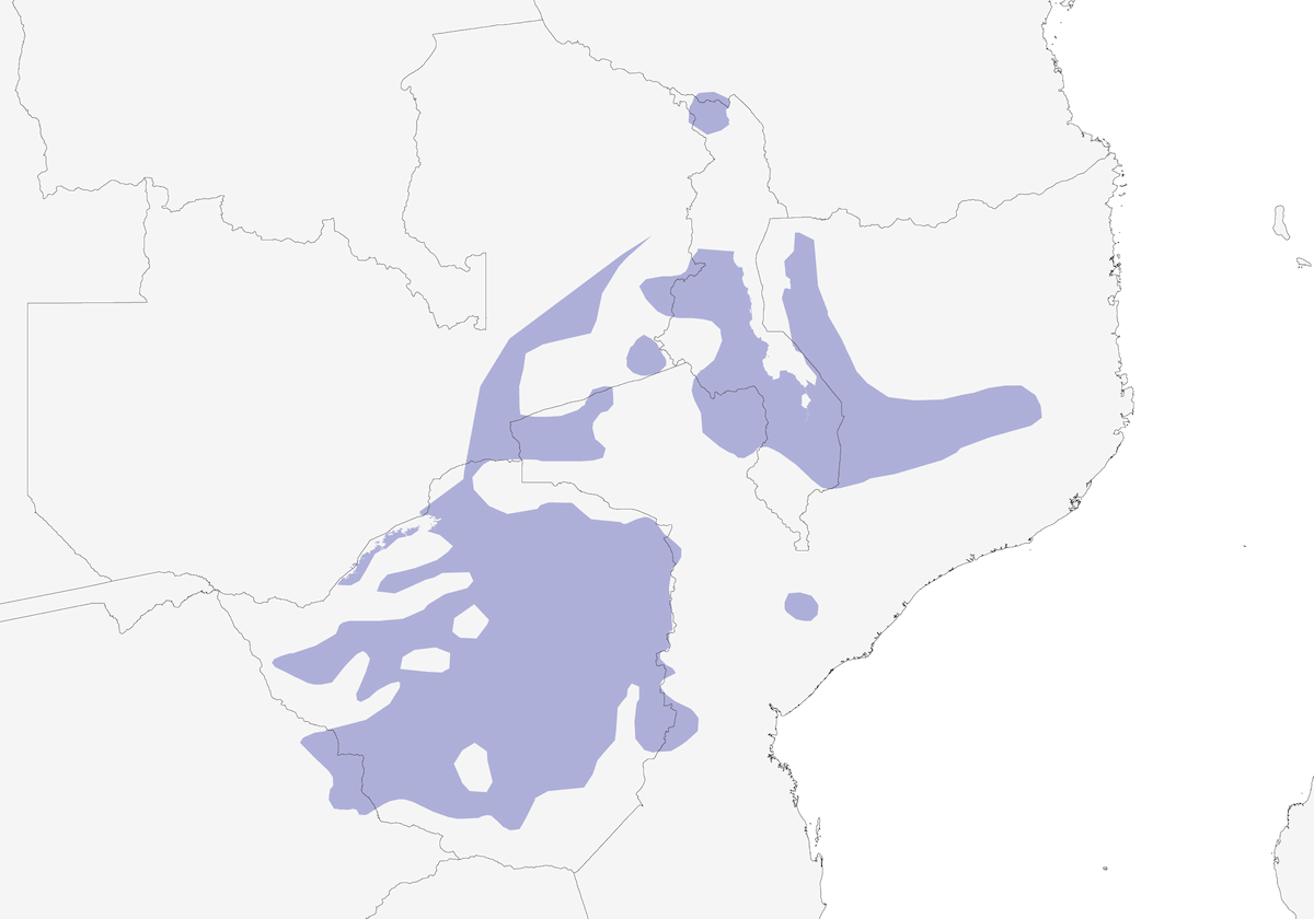 Souimanga de Miombo, Distribution 1