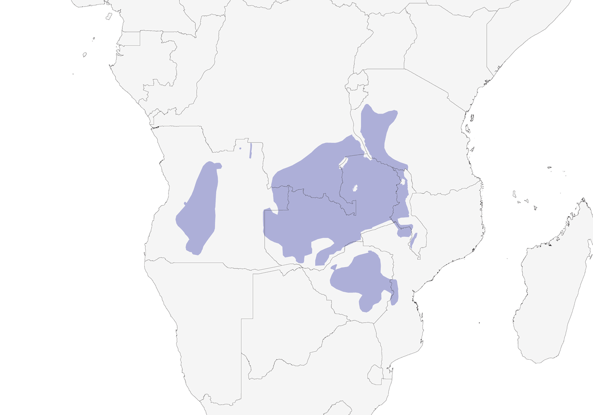 Carbonero del Miombo, Distribución 1