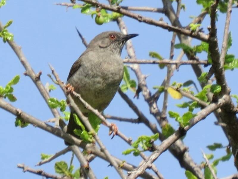 Silvia-scricciolo del Miombo, Foto 2