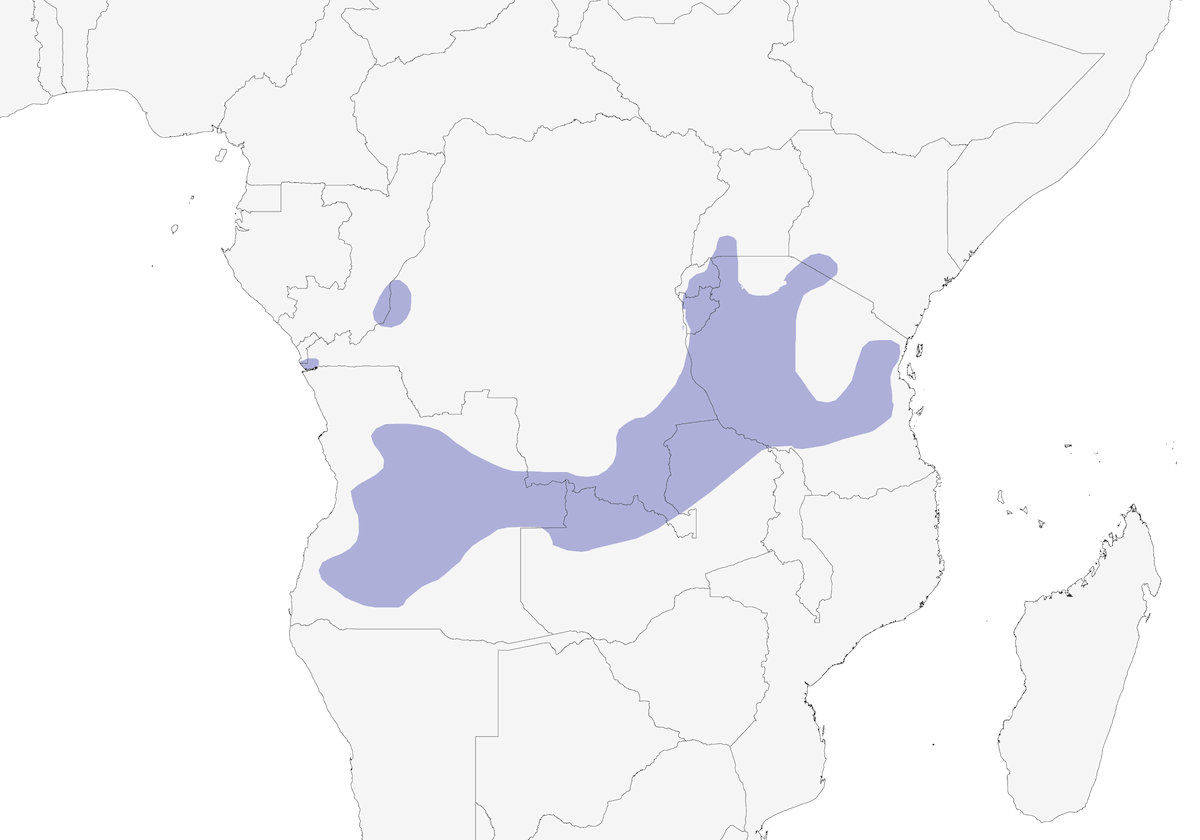 Silvia-scricciolo del Miombo, Distribuzione 1