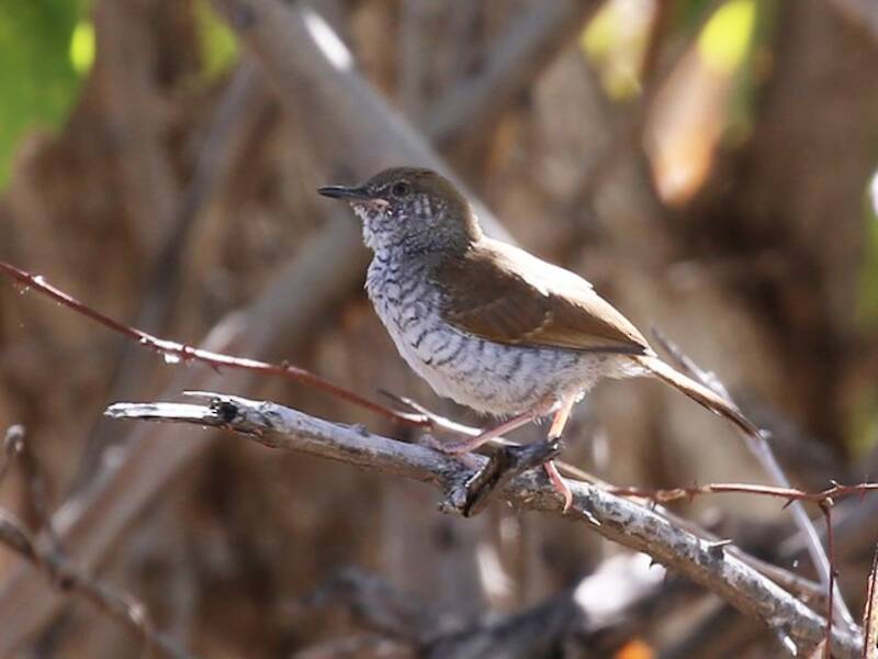 Prinia de Stierling, Fotos 2