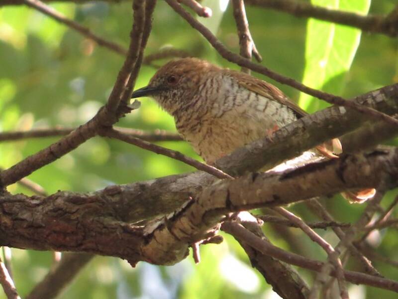 Prinia de Stierling, Fotos 4