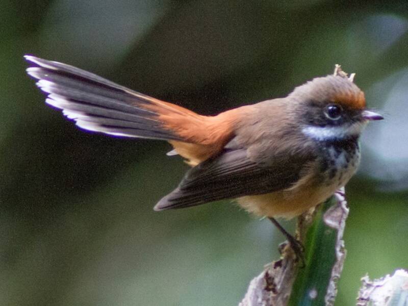 Micronesian Rufous Fantail, Photos 4