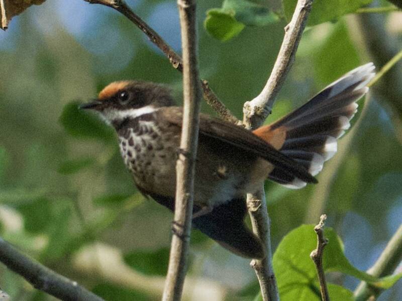 Micronesian Rufous Fantail, Photos 3