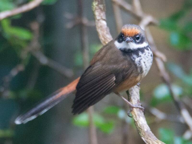 Micronesian Rufous Fantail, Photos 2