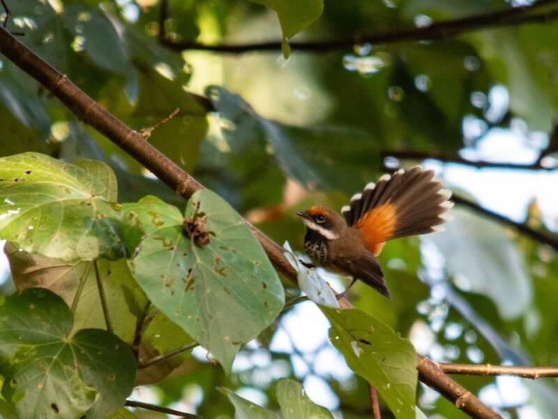 Micronesian Rufous Fantail