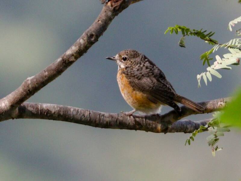 Miombo Rock-Thrush