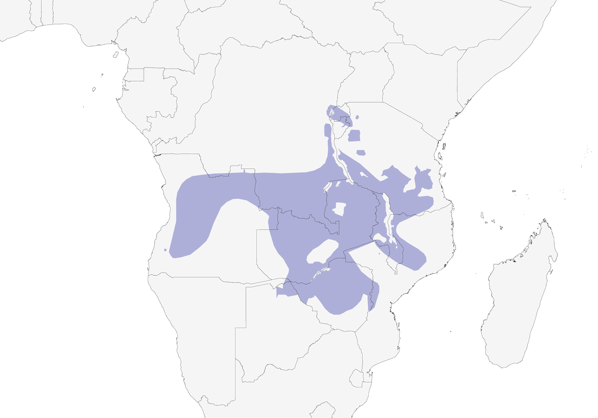 Monticole du Miombo, Distribution 1