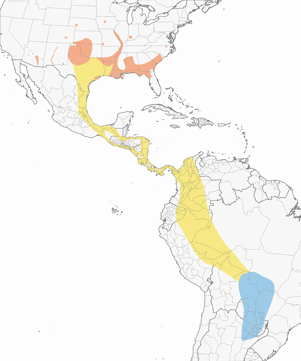 Nibbio del Mississippi, Distribuzione 1