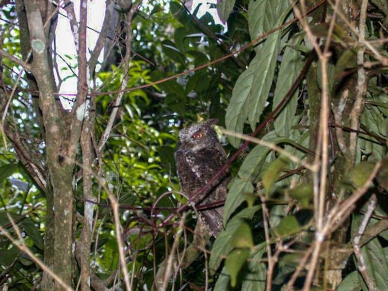 Assiolo di Mindanao, Foto 4