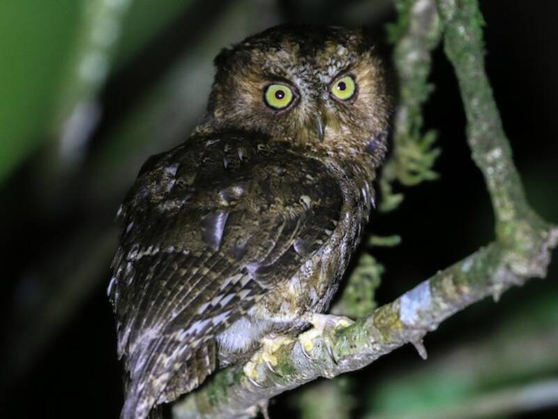 Mindoro Scops-Owl, Photos 2