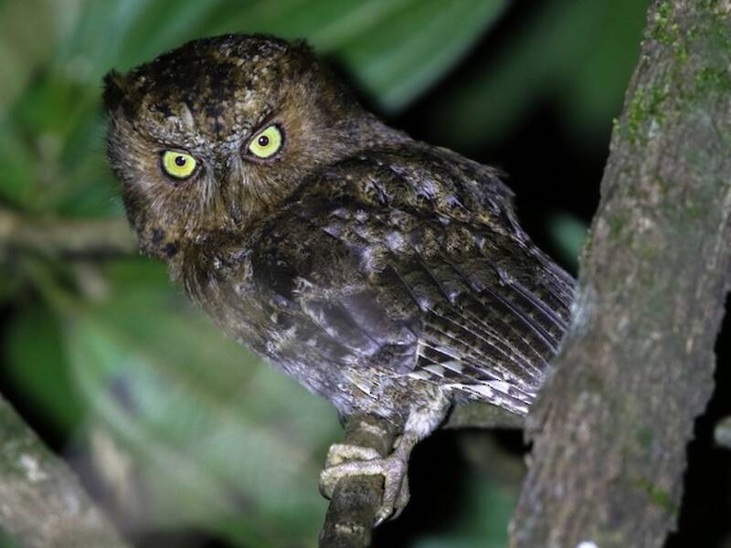 Mindoro Scops-Owl, Photos 4