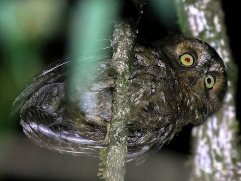 Mindoro Scops-Owl, Photos 3