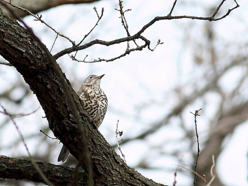 Mistle Thrush (Turdus viscivorus)