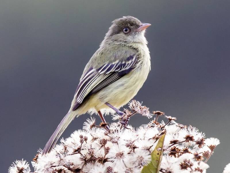 Mishana Tyrannulet, Photos 3