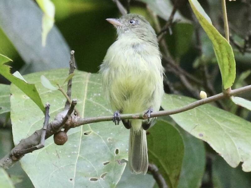 Mishana Tyrannulet, Photos 4