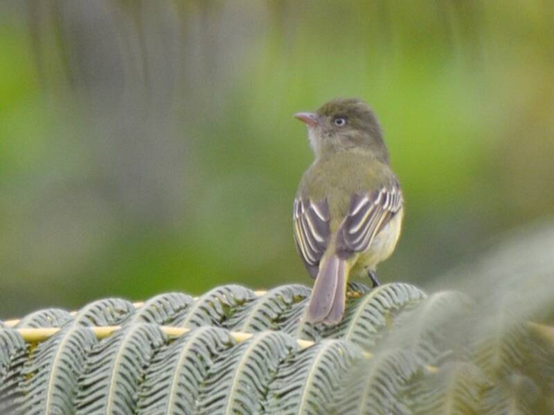 Mishana Tyrannulet, Photos 2