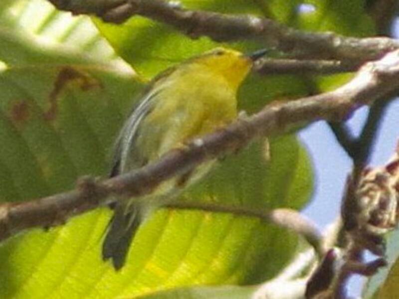 Mosquitero de Leyte, Fotos 2
