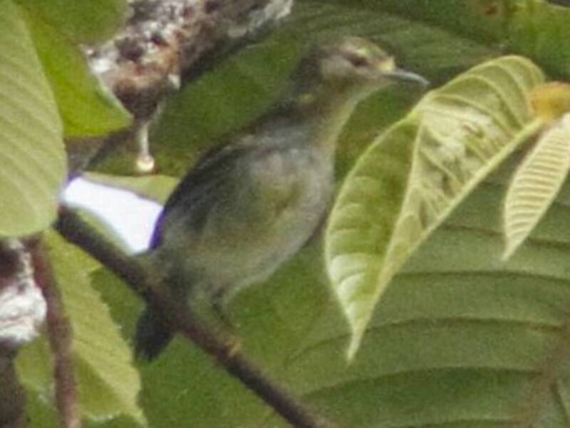 Mosquitero de Leyte, Fotos 3