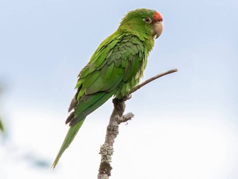 Parrocchetto mitrato