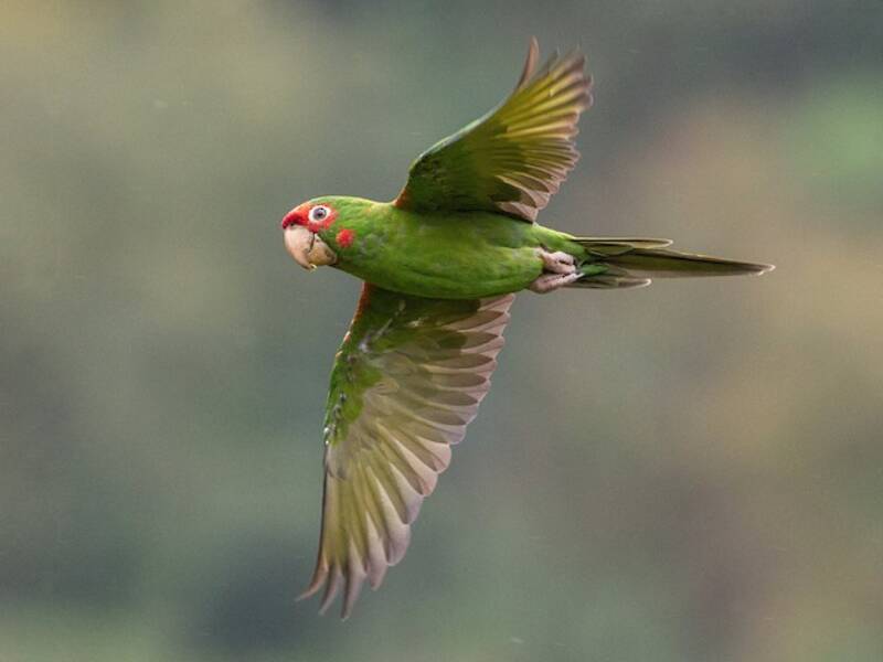 Conure mitrée, Photos 3