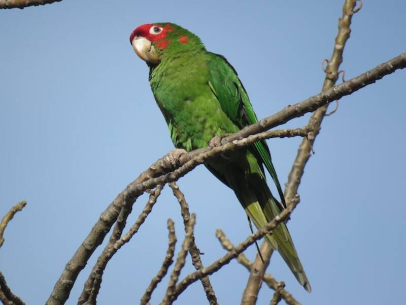 Conure mitrée, Photos 2