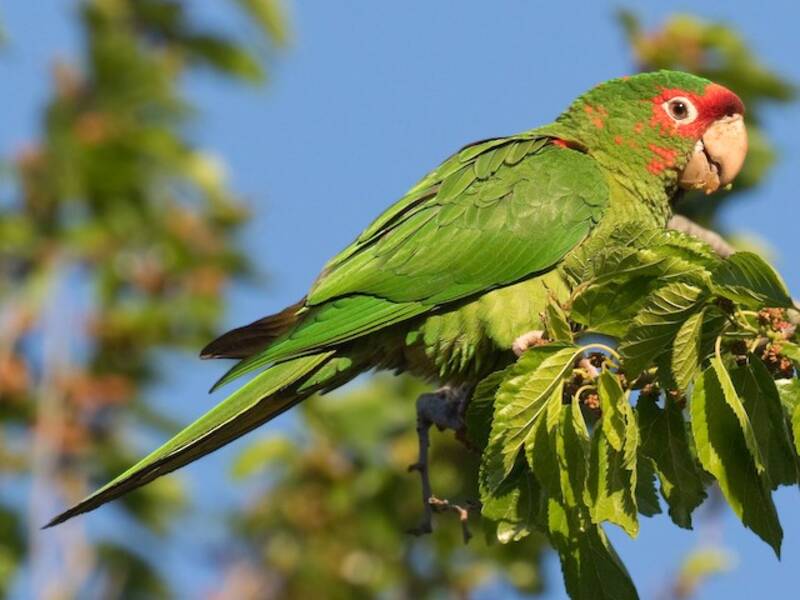 Conure mitrée, Photos 4