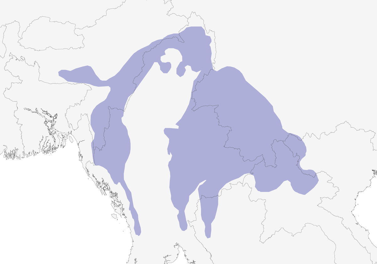 Torquéole des montagnes, Distribution 1