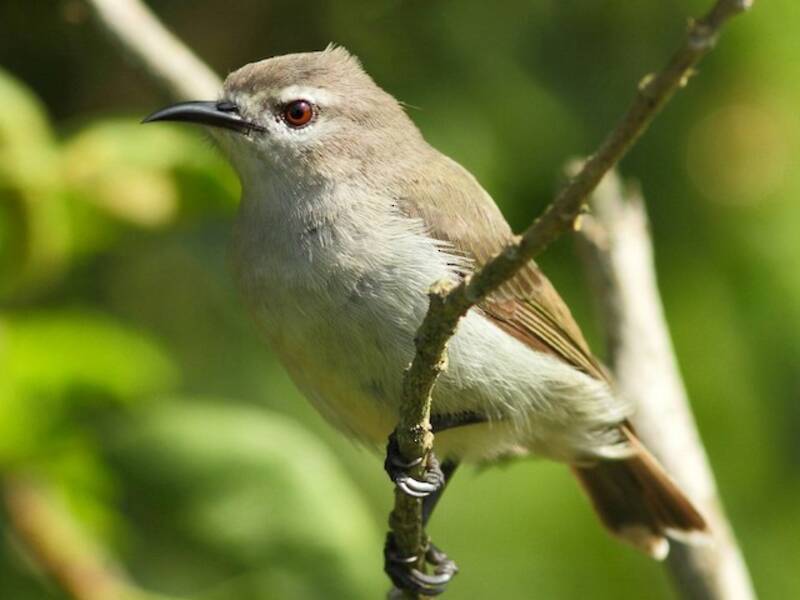 Mausbrauner Nektarvogel, Fotos 4