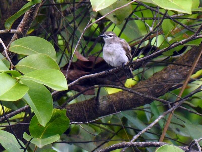 Mausbrauner Nektarvogel