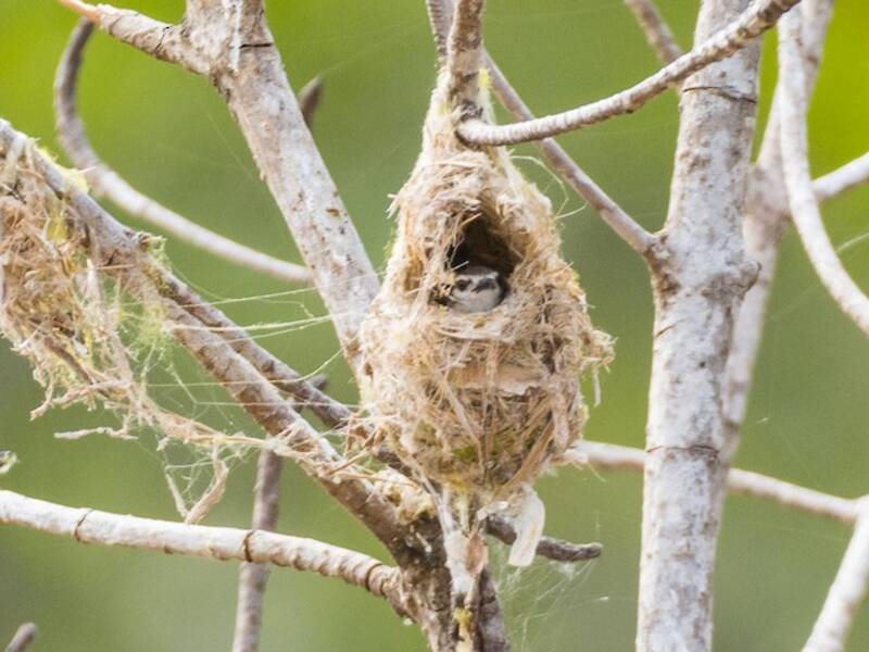 Mausbrauner Nektarvogel, Fotos 3