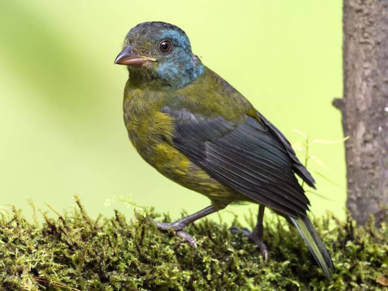 Moss-backed Tanager