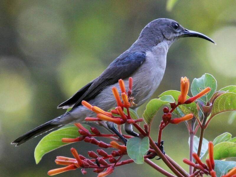 Mouse-colored Sunbird, Photos 4